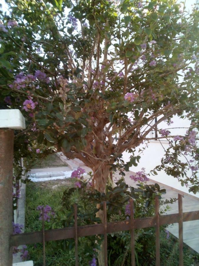 The Judas Trees Mestre Buitenkant foto