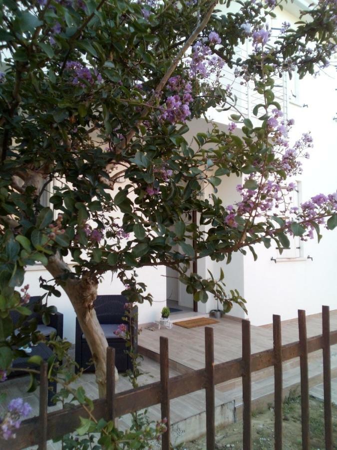 The Judas Trees Mestre Buitenkant foto